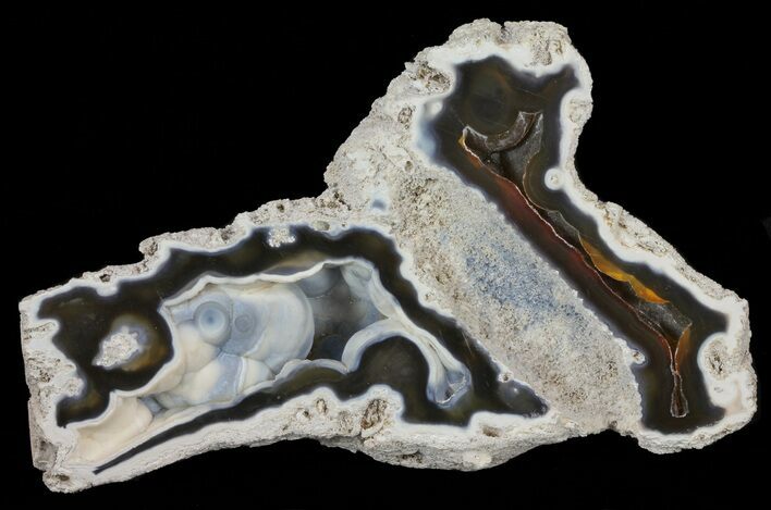 Unique, Agatized Fossil Coral Geode - Florida #60258